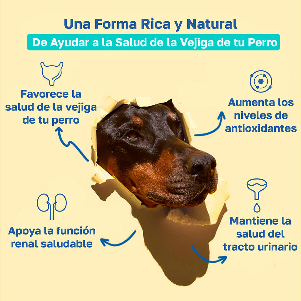 Beneficios bladder: favorece salud de la vejiga del perro, Aumenta los niveles de antioxidantes, apoya la funcion renal saludable, mantiene la salud del tracto urinario 