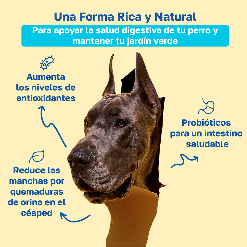 Beneficios lawn saver: Aumenta los niveles de antioxidantes, probioticos para un intestino saludable , reduce las manchas por quemauras de orina en el cesped 